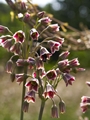 Nectaroscordum siculum-1 Czosnek